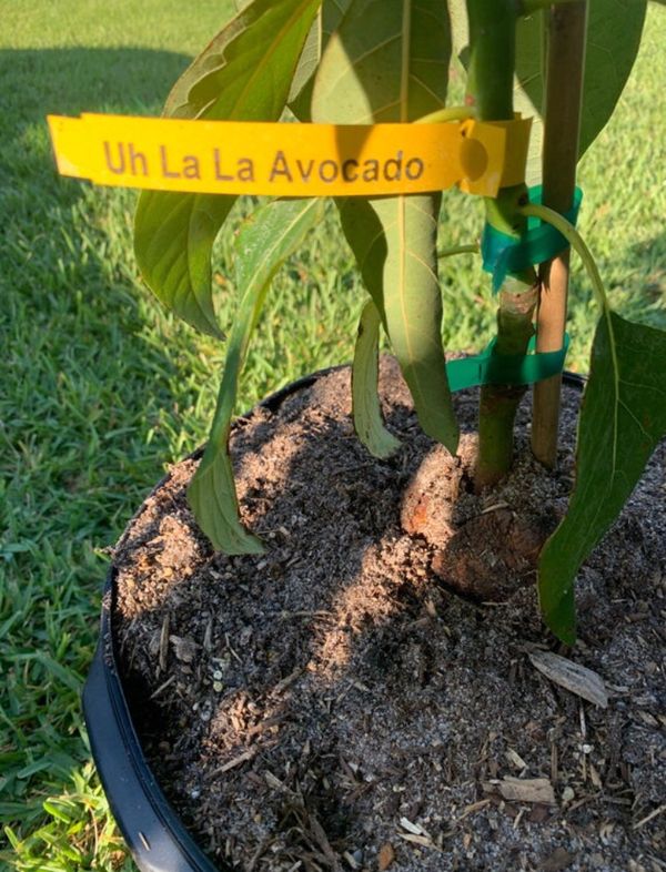 Large Dwarf Super Hass Avocado Tree (Uh La La) for Sale in Port St