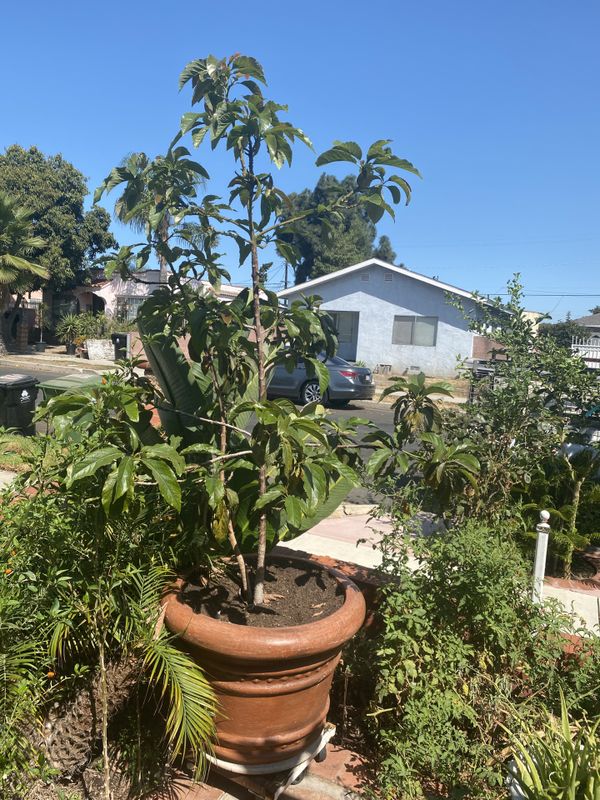 potted hass avocado tree