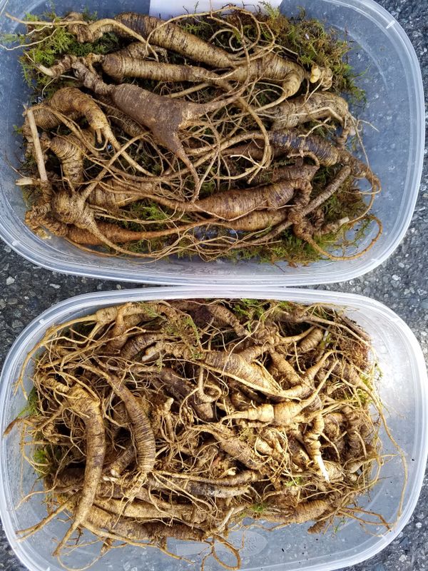 Fresh certified Wild Americans North Carolina ginseng for Sale in
