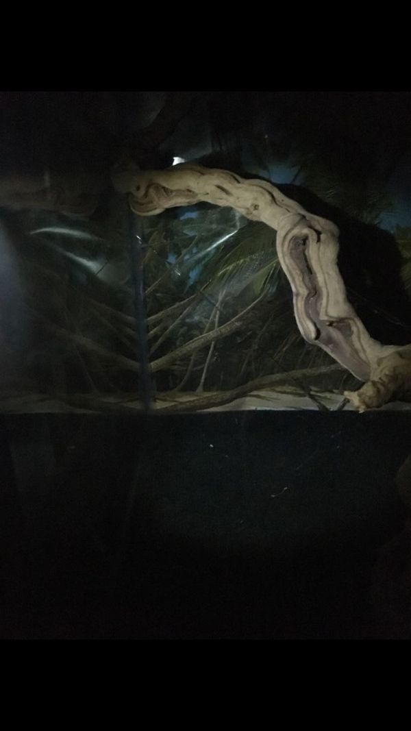 100 gallon reptile tank for Sale in Huntington Beach, CA OfferUp