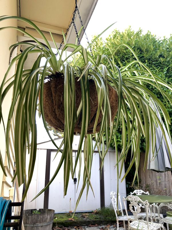Spider Plant Real Houseplant large! for Sale in Seattle, WA - OfferUp