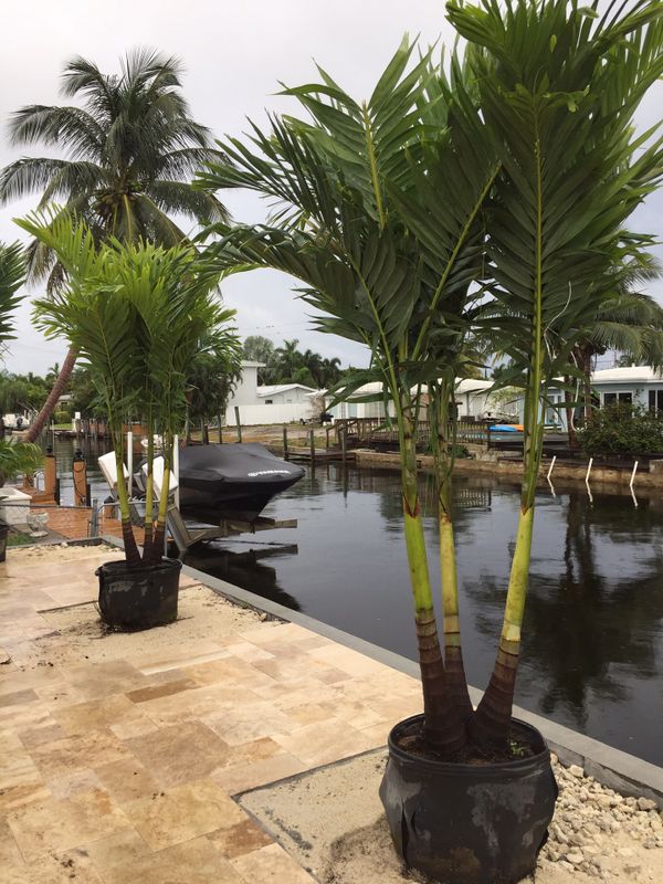 Triple Christmas palm trees for Sale in Pembroke Pines, FL OfferUp