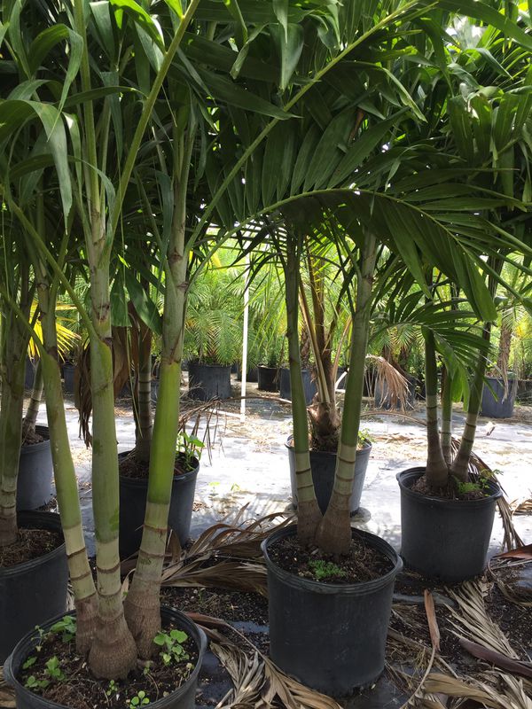 Christmas palms (triple palm trees) for Sale in Southwest Ranches, FL ...