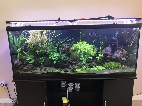 120 Gallon Aquarium Fish Tank Terrarium for Sale in Orlando, FL - OfferUp