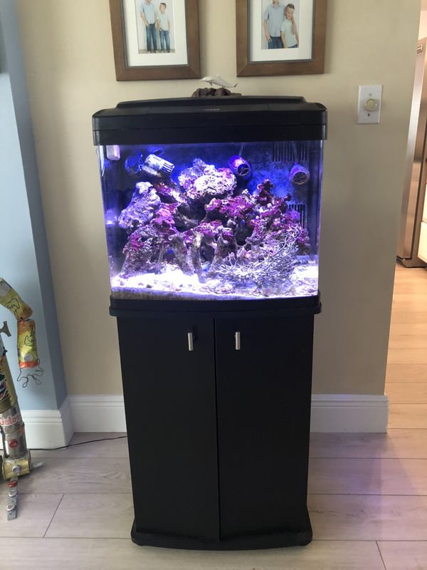 Saltwater fish tank filled for Sale in Fort Lauderdale, FL OfferUp