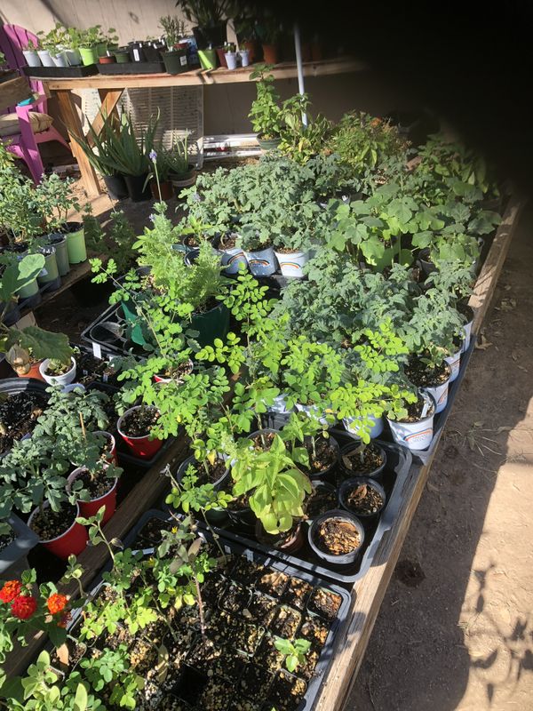 Garden Starter Plants for Sale in Glendale, AZ OfferUp