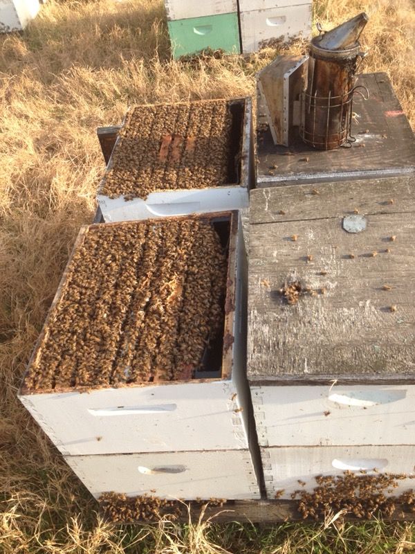 nuc bee hives for sale nuc bee hives for sale