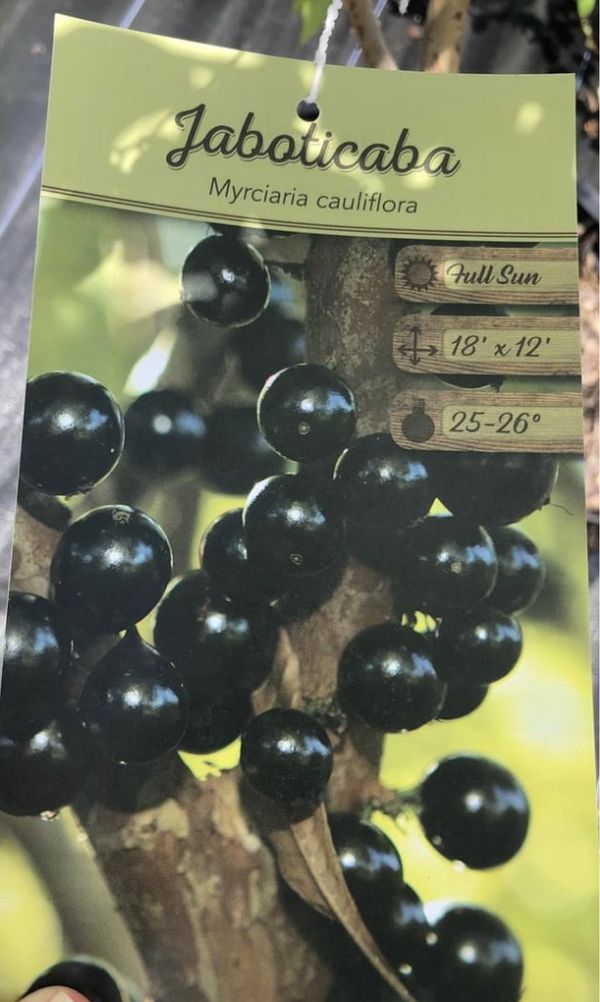 Jaboticaba Tree 25gl 150.00 for Sale in Fort Lauderdale, FL OfferUp