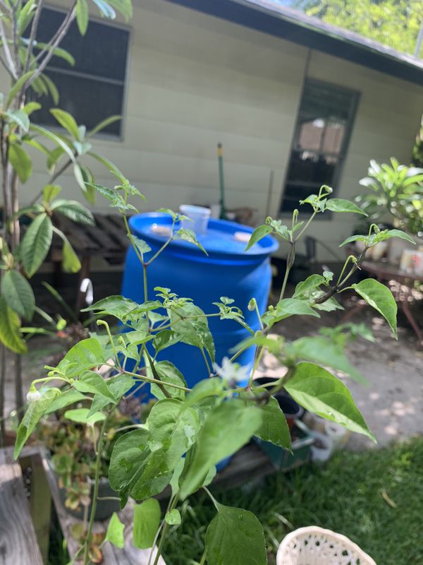 5/plant. Chili Pequin pepper plant for Sale in San Antonio, TX OfferUp
