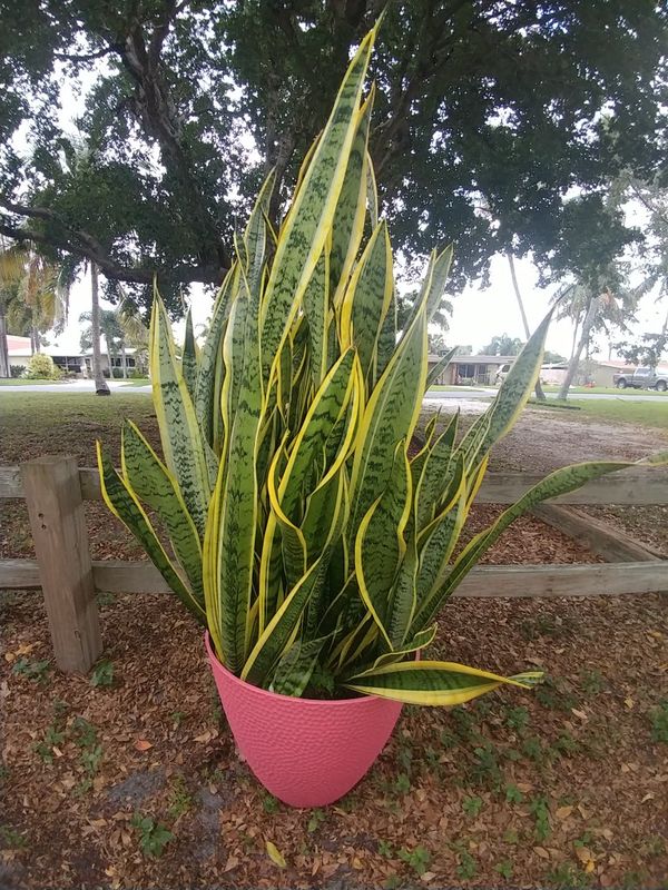Giant variegated snake plant 48" in 14"x 16" pot for Sale in Pompano