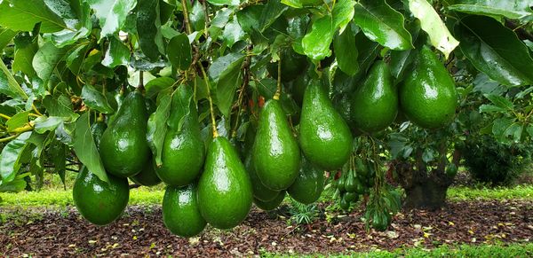 Hall avocados for Sale in Homestead, FL - OfferUp