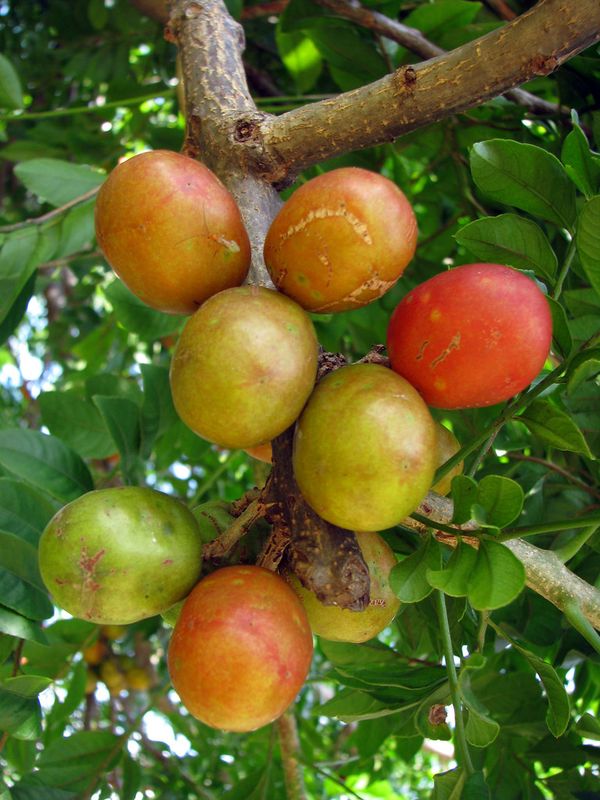 Red Hog plum trees in 3gal arboles de ciruela jocote en 3 gal for Sale