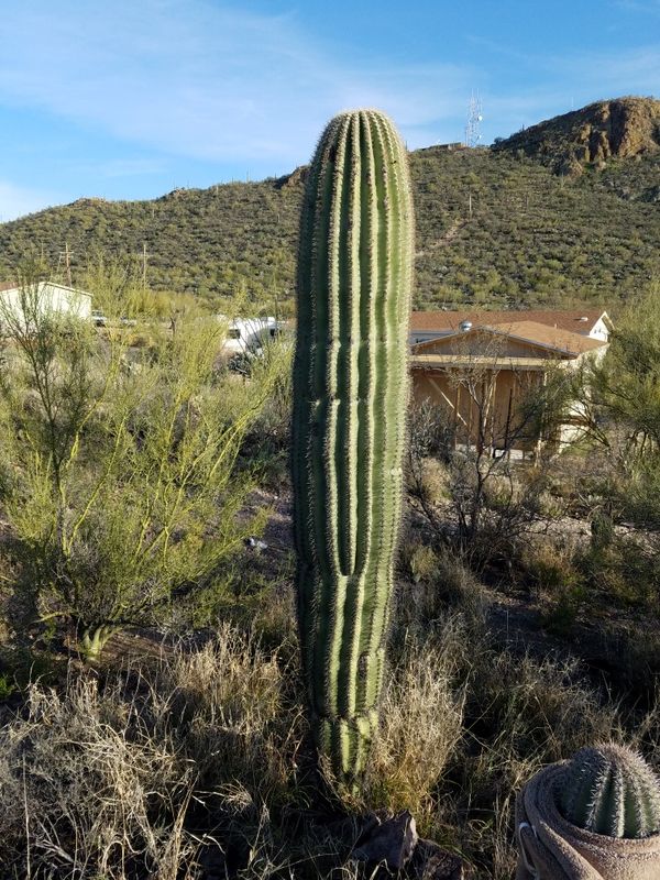 10ft saguaro cactus for Sale in Catalina, AZ OfferUp