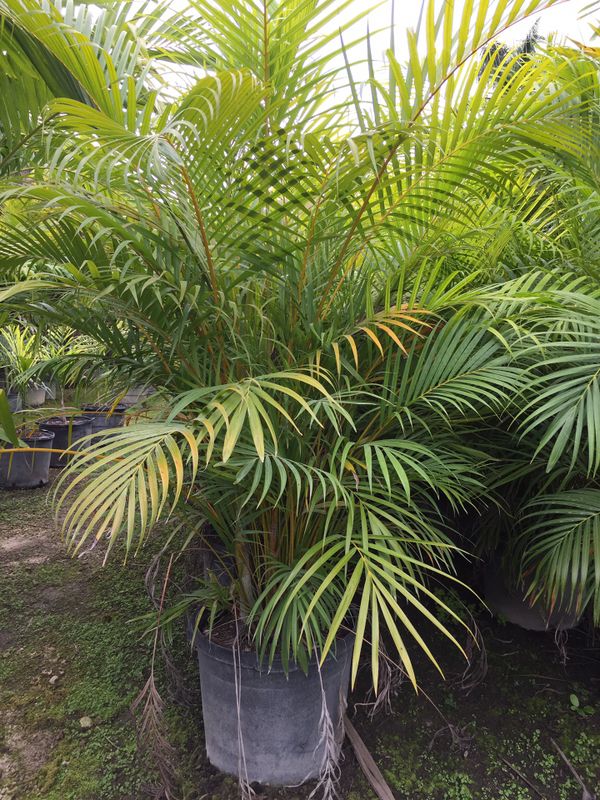 Areca palms (Privacy hedge) for Sale in Fort Lauderdale, FL - OfferUp