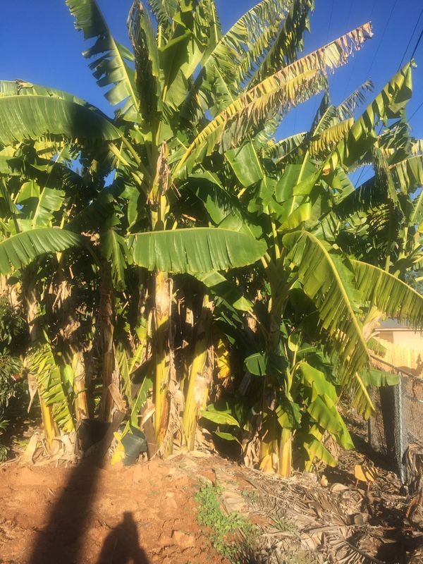 Thai / Hawaiian / Asian bananas plants for Sale in