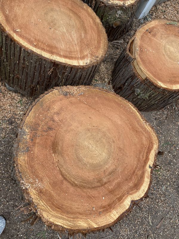 Cedar rounds for Sale in Bellevue, WA OfferUp