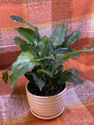 New And Used Plant Pots For Sale In Bothell Wa Offerup