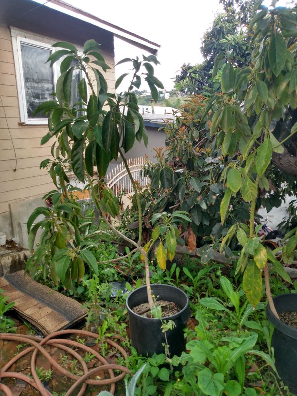 Avocado trees for Sale in Los Angeles, CA OfferUp