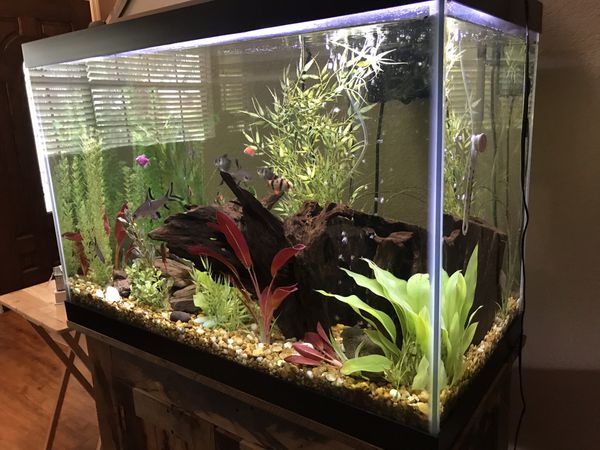 70 gallon fresh water fish tank for Sale in Largo, FL - OfferUp