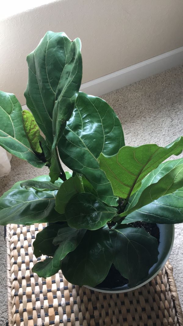 figleaf tree figleaf tree
