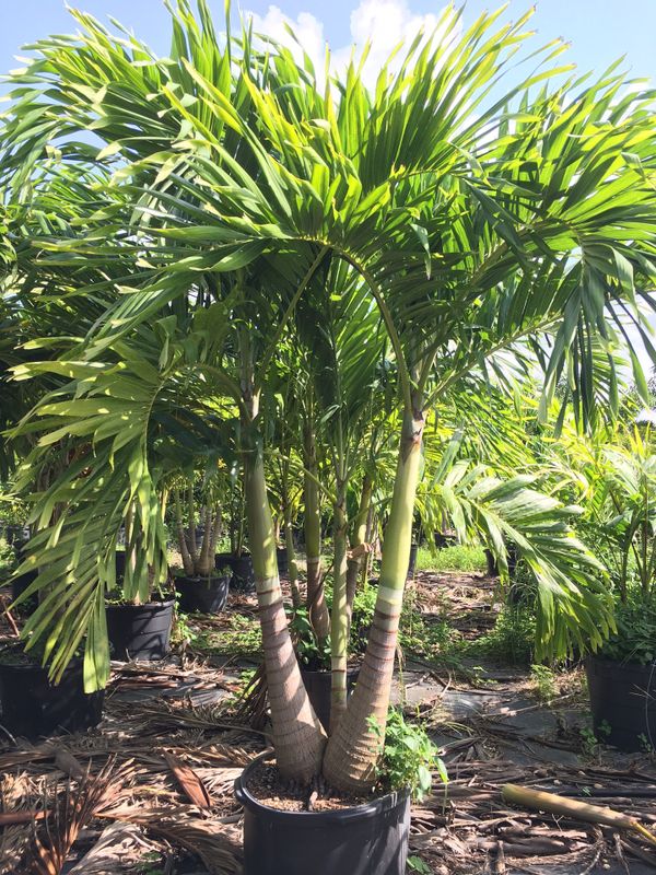 Christmas Palm trees for Sale in Miami, FL OfferUp