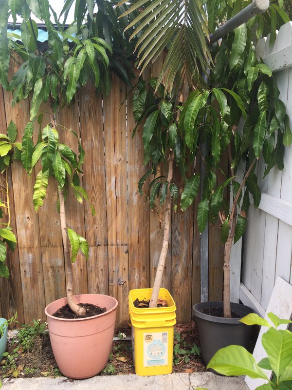 Mango trees / Avocado trees for Sale in North Miami Beach, FL OfferUp