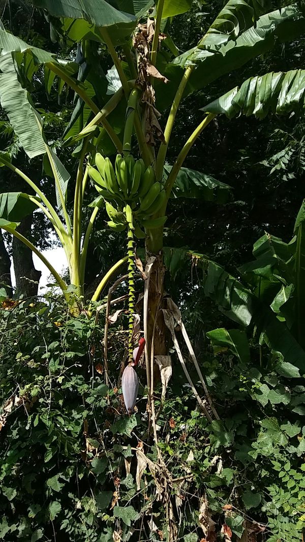 Banana Trees that produce Bananas for Sale in Houston, TX OfferUp