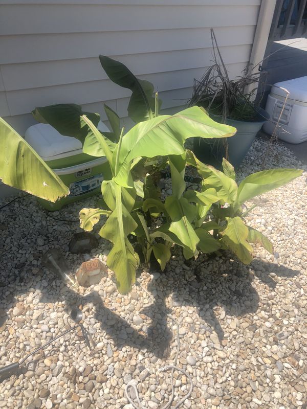 Banana plants for sale for Sale in Virginia Beach, VA