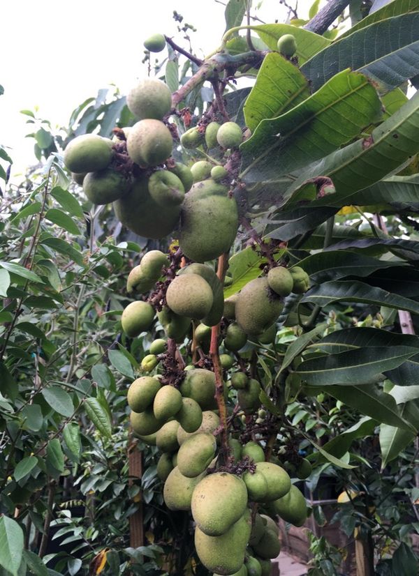 Mangoes tree for Sale in San Diego, CA OfferUp