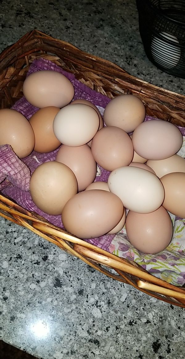Farm fresh organic eggs! for Sale in Fresno, CA OfferUp