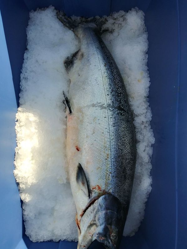 King salmon for sale