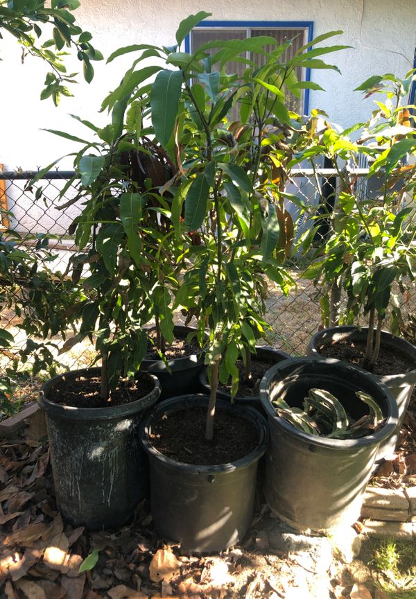Mango trees for Sale in Anaheim, CA OfferUp