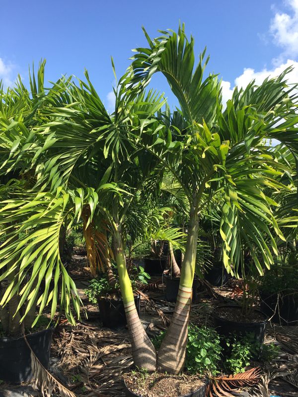 Christmas Palm trees for Sale in Miami, FL OfferUp
