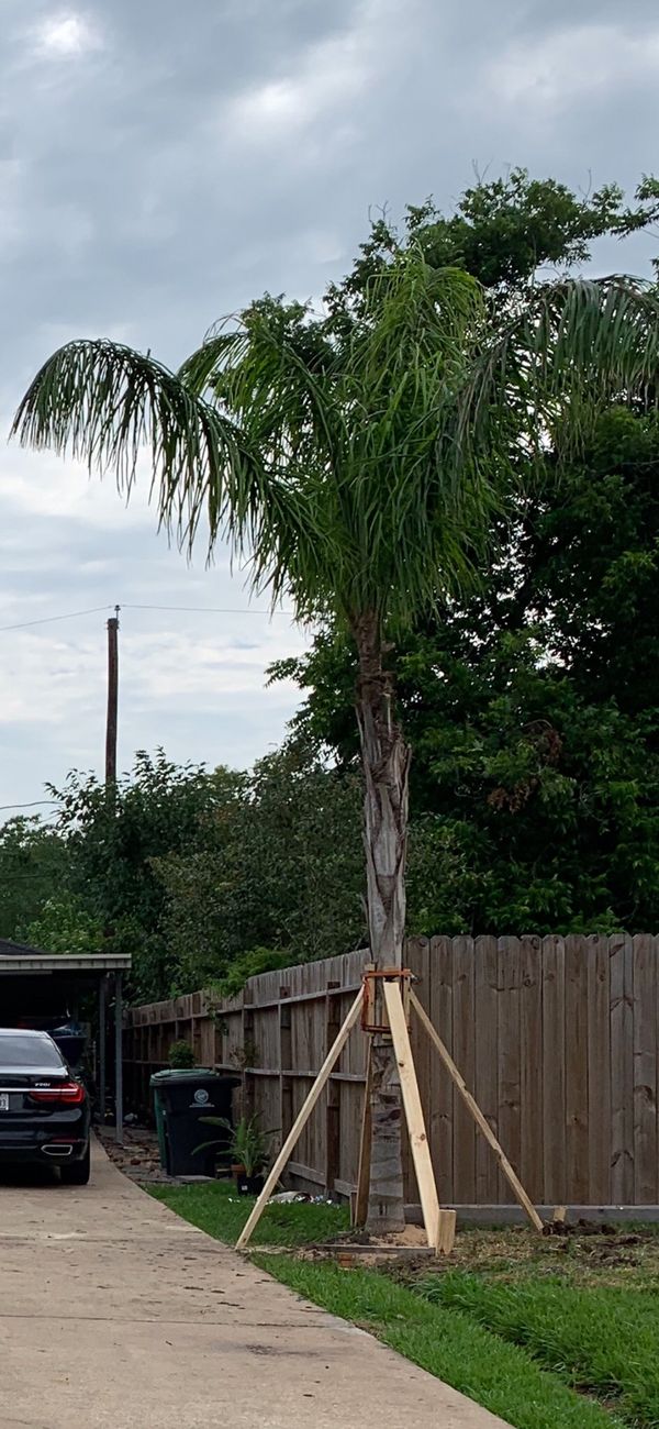 22 ft Palm tree for Sale in Houston, TX OfferUp