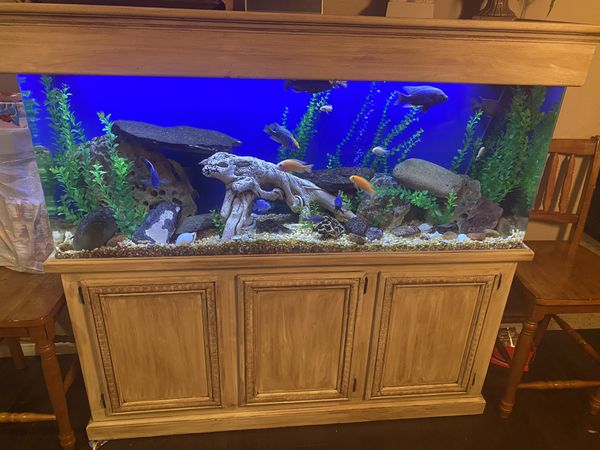 125 gallon acrylic aquarium with African Cichlids for Sale in Las Vegas ... - 13755595f4e7412ebc226886D797Dcb8