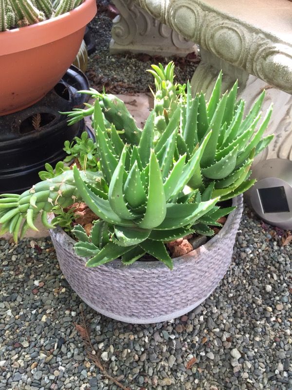 Opuntia 'Gumbi' Cactus and aloe for Sale in Roseville, CA OfferUp