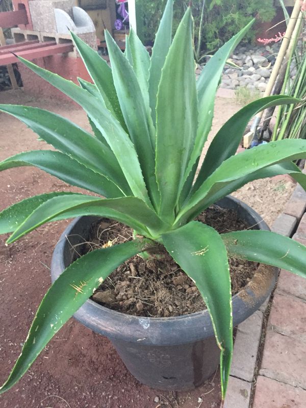 Medium agave plant for Sale in Phoenix, AZ OfferUp