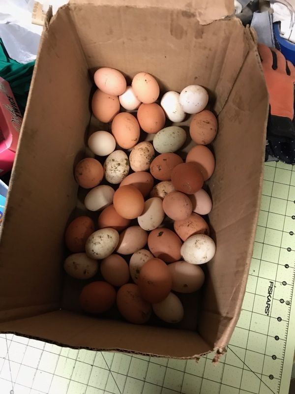 Fresh chicken eggs/ Ayam Cemani eggs for Sale in Arlington, WA - OfferUp