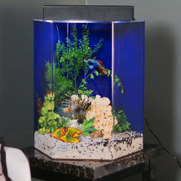 Like New 20 Gallon Hexagon Aquarium For Sale In Naples FL OfferUp   9a98cdf9cd314170a02c7d788a6f93bb 