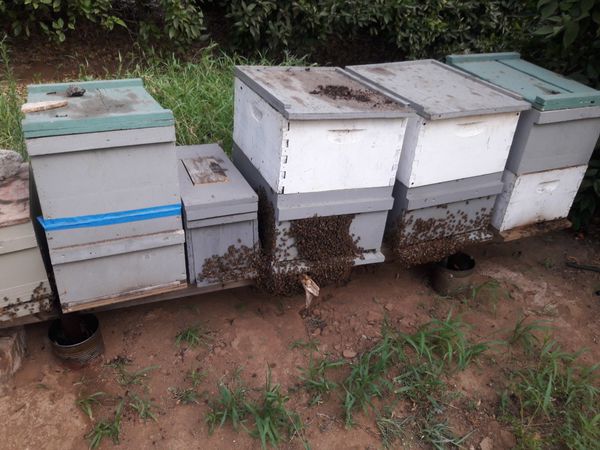 nuc bee hives for sale