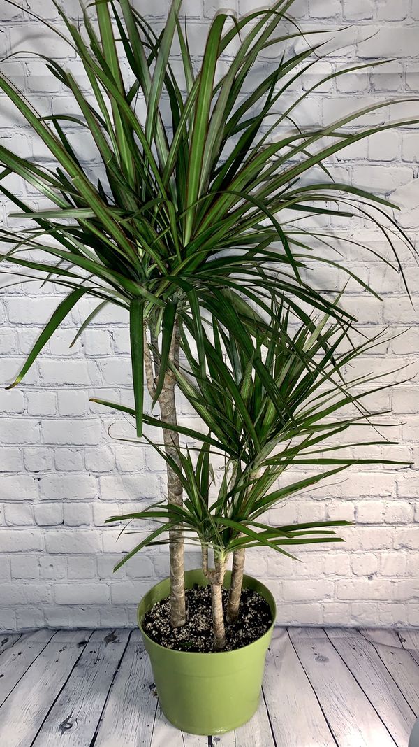 3 Foot Tall Dracaena Marginata Floor Plant Tree in 8” Pot