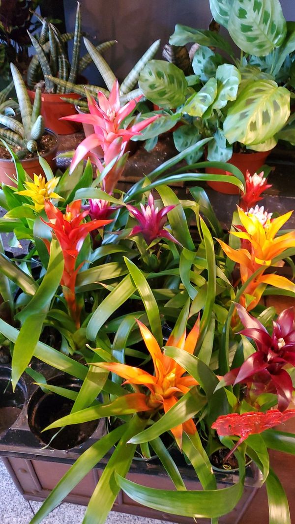 Bromeliad Plants for Sale in Ontario, CA OfferUp
