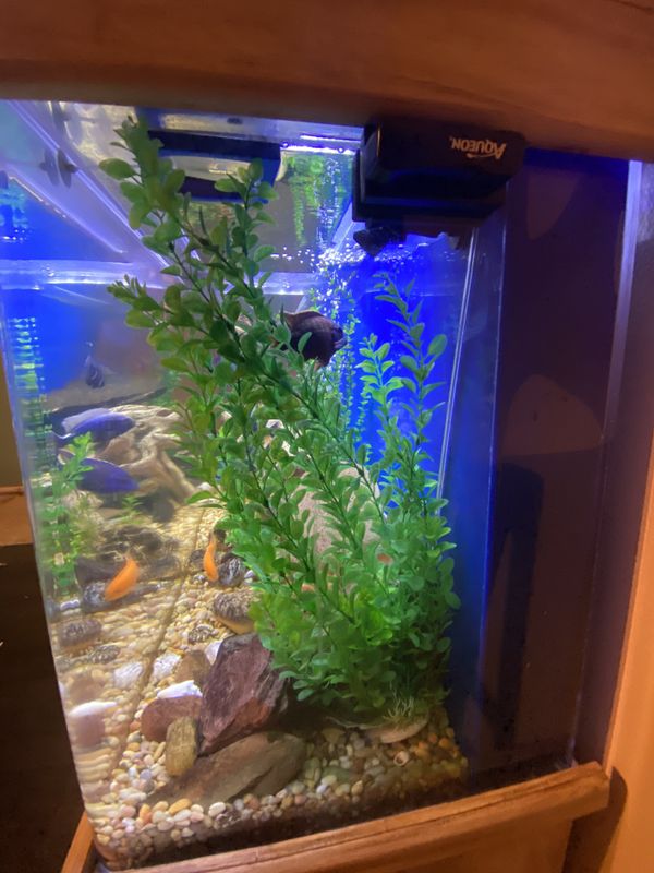 125 gallon acrylic aquarium with African Cichlids for Sale in Las Vegas ... - 2D33a003ff6D4536a409b7cc527041b0