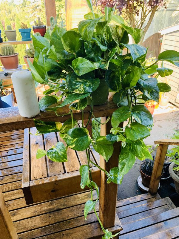 Live Indoor hanging Golden Pothos plant in plastic nursery
