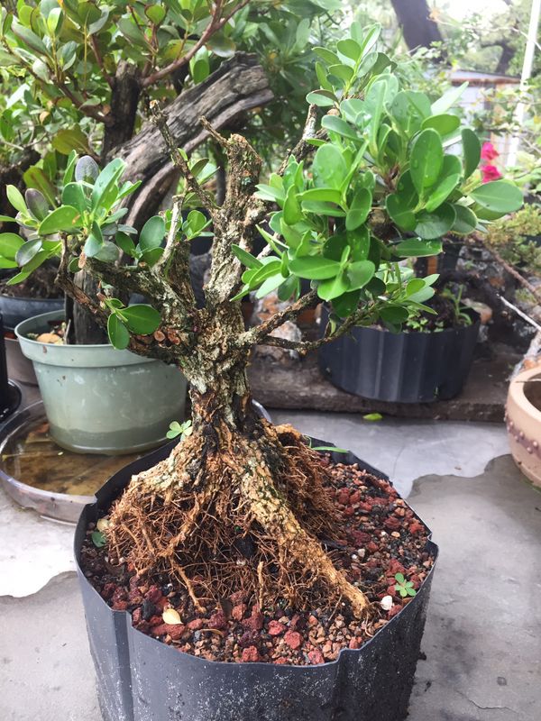 Various pre bonsai tree for Sale in St. Petersburg, FL - OfferUp
