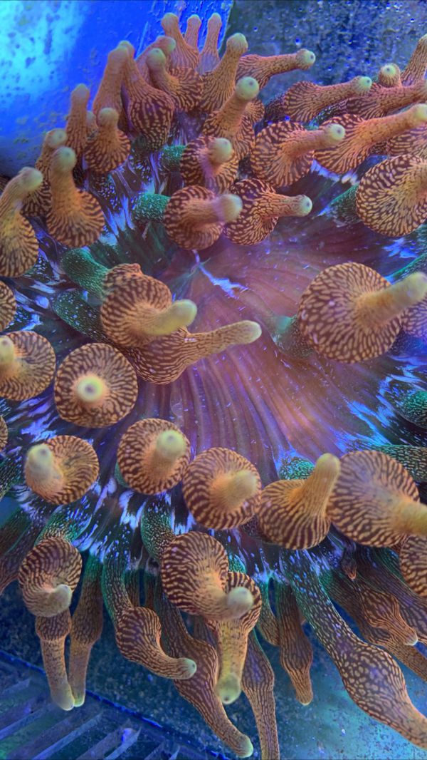 Colorado sunburst anemone coral for Sale in Miami, FL