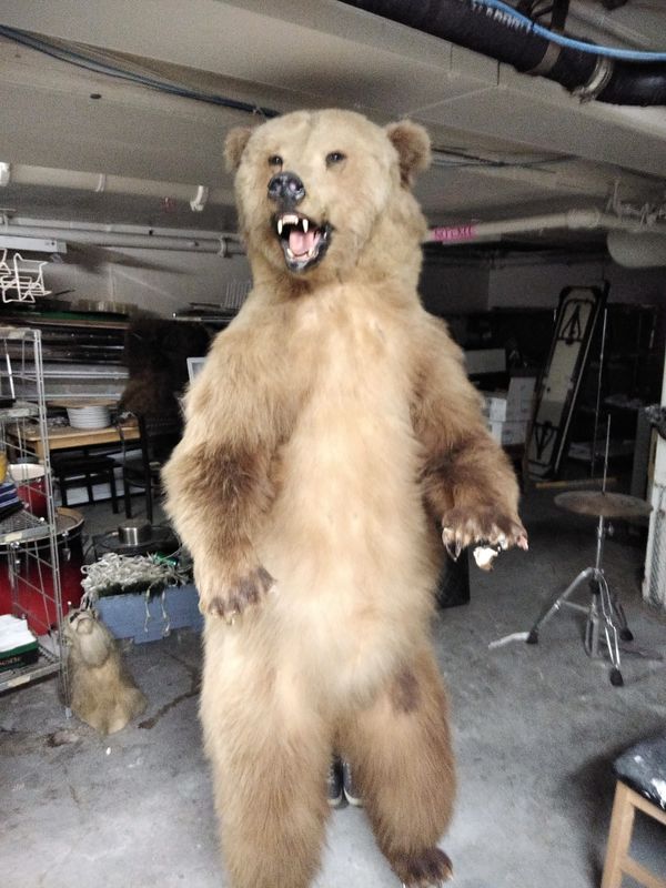 stuffed bear for sale taxidermy