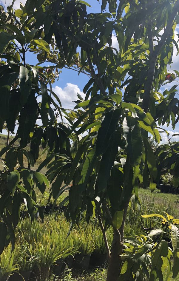 FRUIT TREE FOR SALE for Sale in Miami, FL OfferUp
