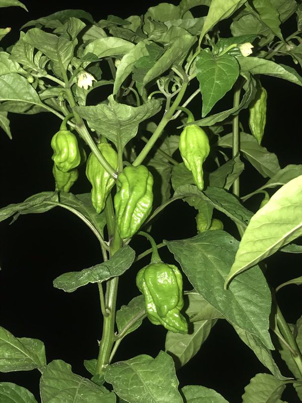 super hot pepper plants for Sale in Lynwood, CA OfferUp