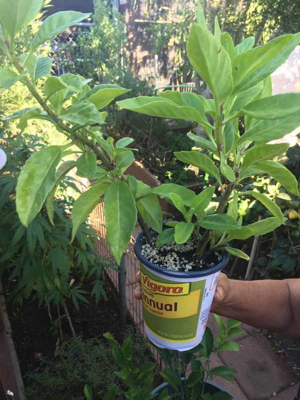 Costus igneus, Insulin - Plant for Sale in Costa Mesa, CA - OfferUp